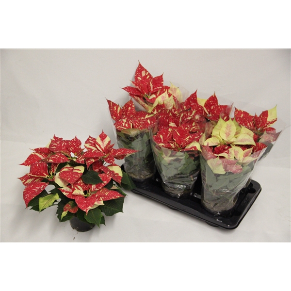 <h4>Poinsettia Superba New glitter</h4>