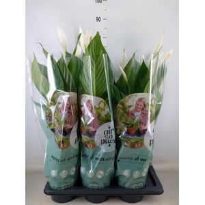 Spathiphyllum  'Bingo Cupido'