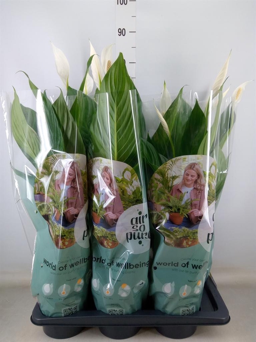 <h4>Spathiphyllum  'Bingo Cupido'</h4>