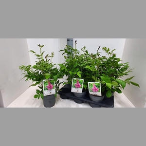 ASTILBE J PEACH BLOS