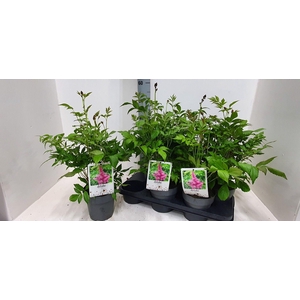 ASTILBE J PEACH BLOS
