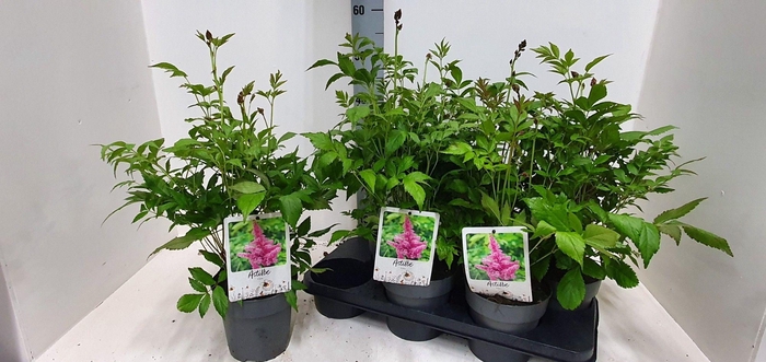 <h4>ASTILBE J PEACH BLOS</h4>