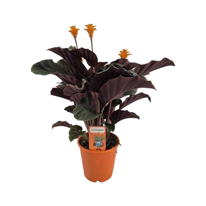 <h4>Calathea crocata 'Tassmania' 3-4 bl in oranje pot</h4>