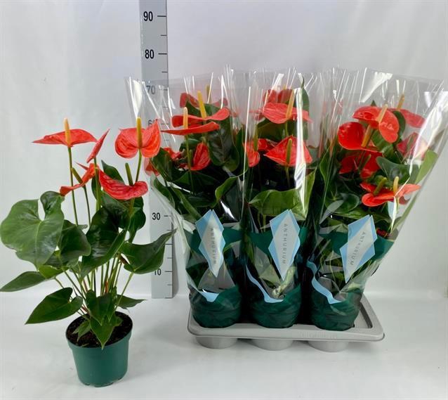 <h4>ANTHU AN FLORIDA</h4>