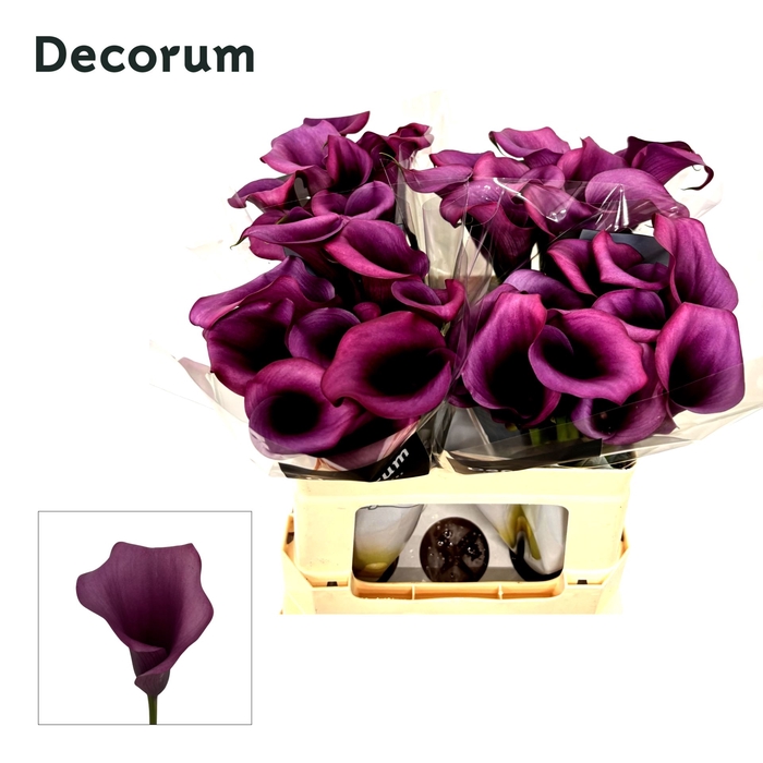 <h4>Calla Durban</h4>