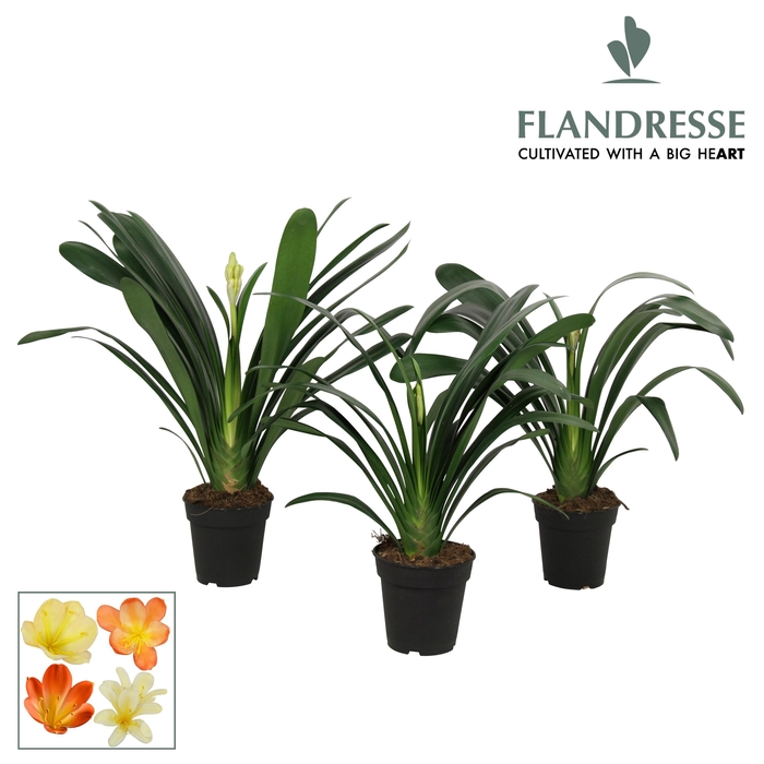 <h4>Clivia Flandresse® Strong! 'gemengd'</h4>
