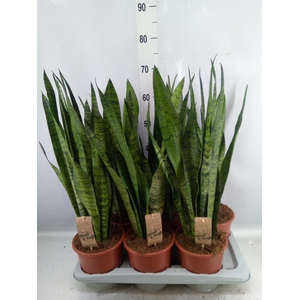 Sansevieria zeylanica