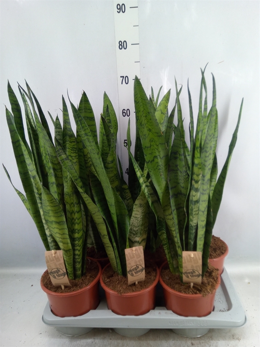 Sansevieria zeylanica