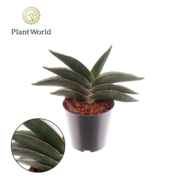 <h4>Sansevieria Samurai</h4>