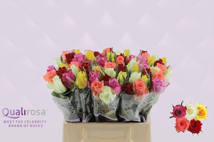 <h4>R GR MIX HAPPY 4</h4>