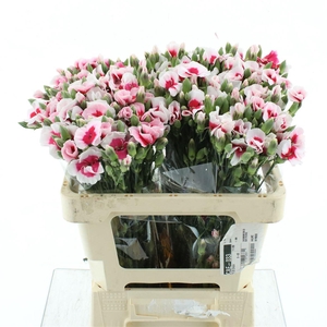 Di Tr Simply Beauty Extra