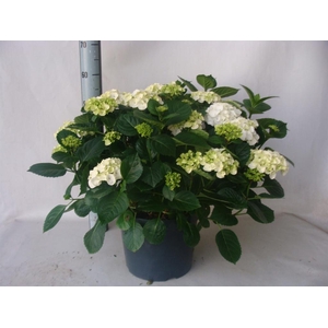 Hydrangea mac.   ...