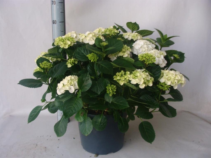<h4>Hydrangea mac.   ...</h4>