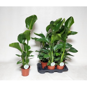 STRELITZIA NICOLAI