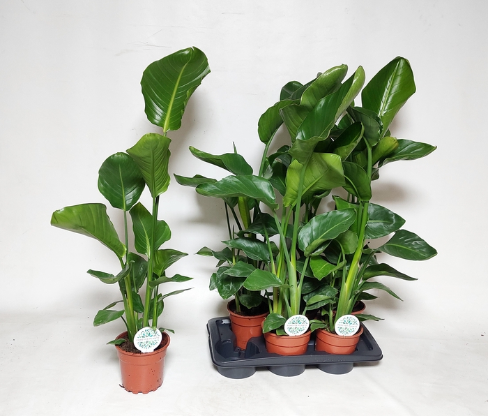 <h4>STRELITZIA NICOLAI</h4>