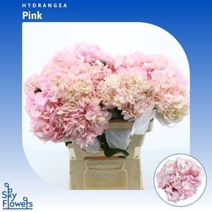 Hydrangea Pink