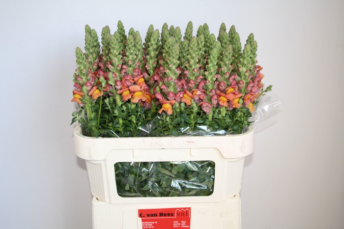 <h4>Antirrhinum Antibes Orange</h4>