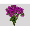 DIANTHUS AMAZON NEON CHERRY 040 CM