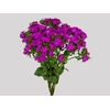 DIANTHUS AMAZON NEON CHERRY 040 CM ROXO