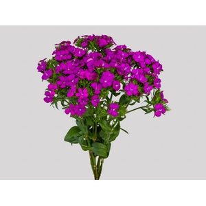 DIANTHUS AMAZON NEON CHERRY 050 CM ROXO