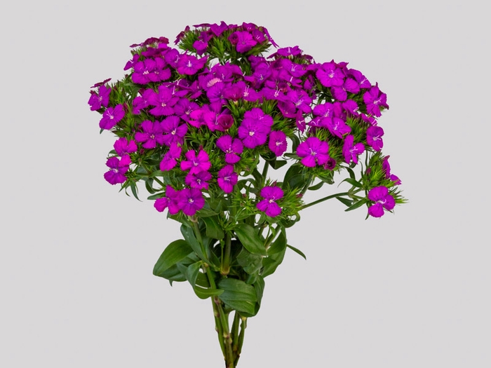 DIANTHUS AMAZON NEON CHERRY 040 CM ROXO