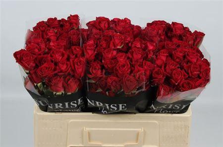 <h4>R Tr Dominica</h4>