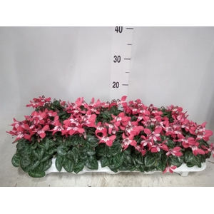 Cyclamen KL 'Djix'