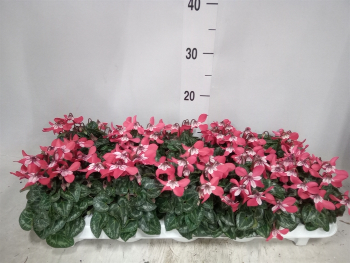 <h4>Cyclamen KL 'Djix'</h4>