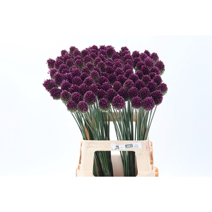 Allium Sphaerocephal