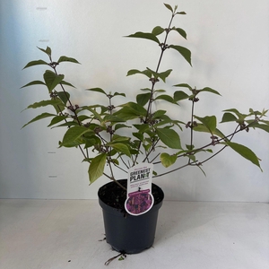 Callicarpa bodinieri 'Profusion'