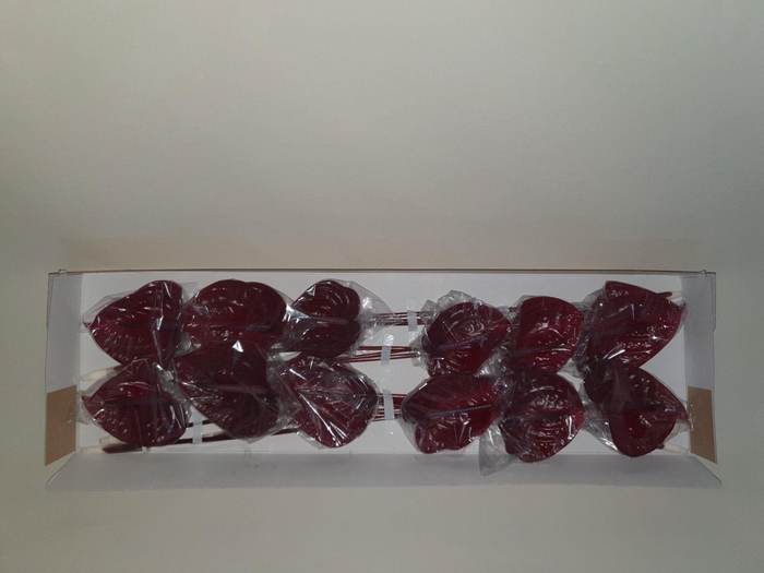 <h4>ANTH A NERO</h4>