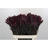 Leucadendron Saf Sunset Dark R.