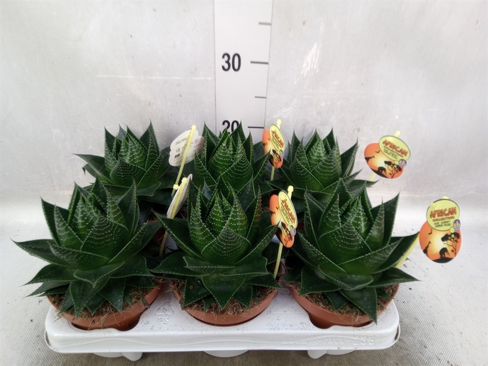 <h4>Aloe aristata 'Cosmo'</h4>