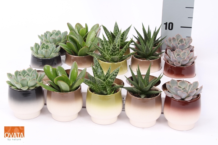 <h4>SUCC GEM 5 SRT</h4>