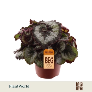 Begonia