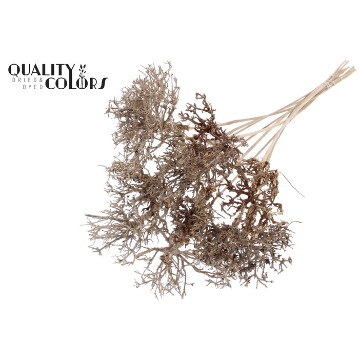 <h4>Dry Tree on stem Natural</h4>