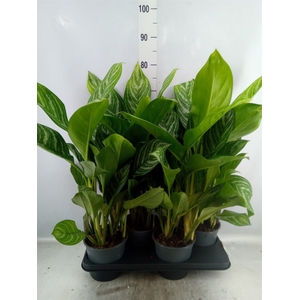 Aglaonema  'Stripes'