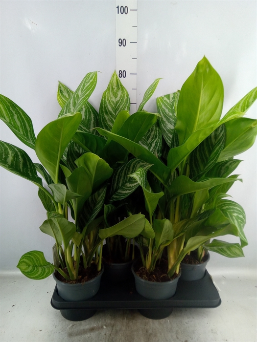 <h4>Aglaonema  'Stripes'</h4>