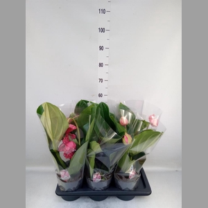 Medinilla magn. 'Flamenco'