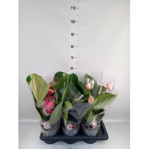 Medinilla magn. 'Flamenco'