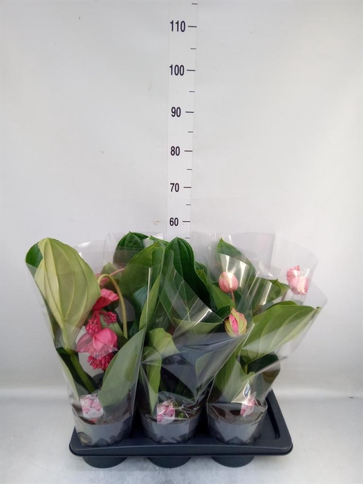 <h4>Medinilla magn. 'Flamenco'</h4>