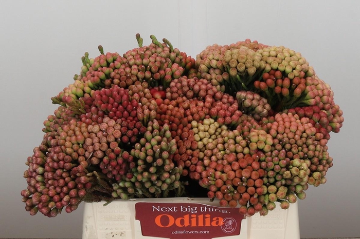 <h4>Kaaps Groen Red Brunia Medium</h4>