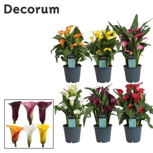 Zantedeschia Mix