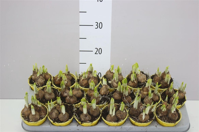 <h4>Narcis Tete A Tete</h4>