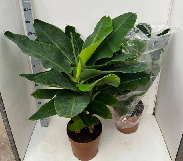 <h4>MUSA DWARF CAVENDISH</h4>