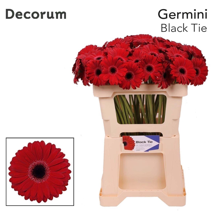 <h4>Ge Mi Black Tie 07 CM,(NL),MPS C,(20)</h4>