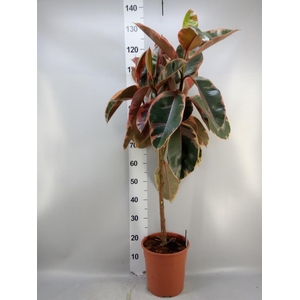 Ficus   ...