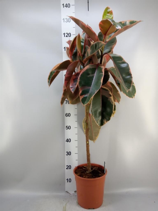 <h4>Ficus   ...</h4>