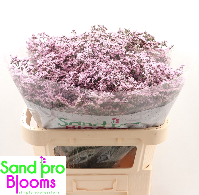 <h4>Limonium Safora Oshi Pink</h4>