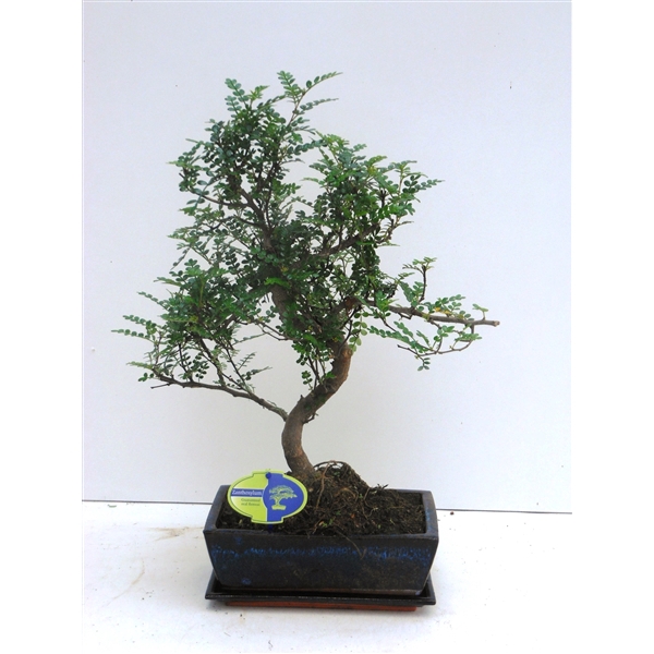 <h4>Zanthoxylum piperitum, 25cm., shape, without dip tray</h4>